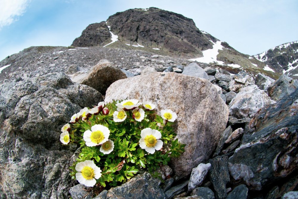 Blomsten Issoleie i steinur Blomsten Issoleie i steinur (Foto: Bjørn Furuseth)