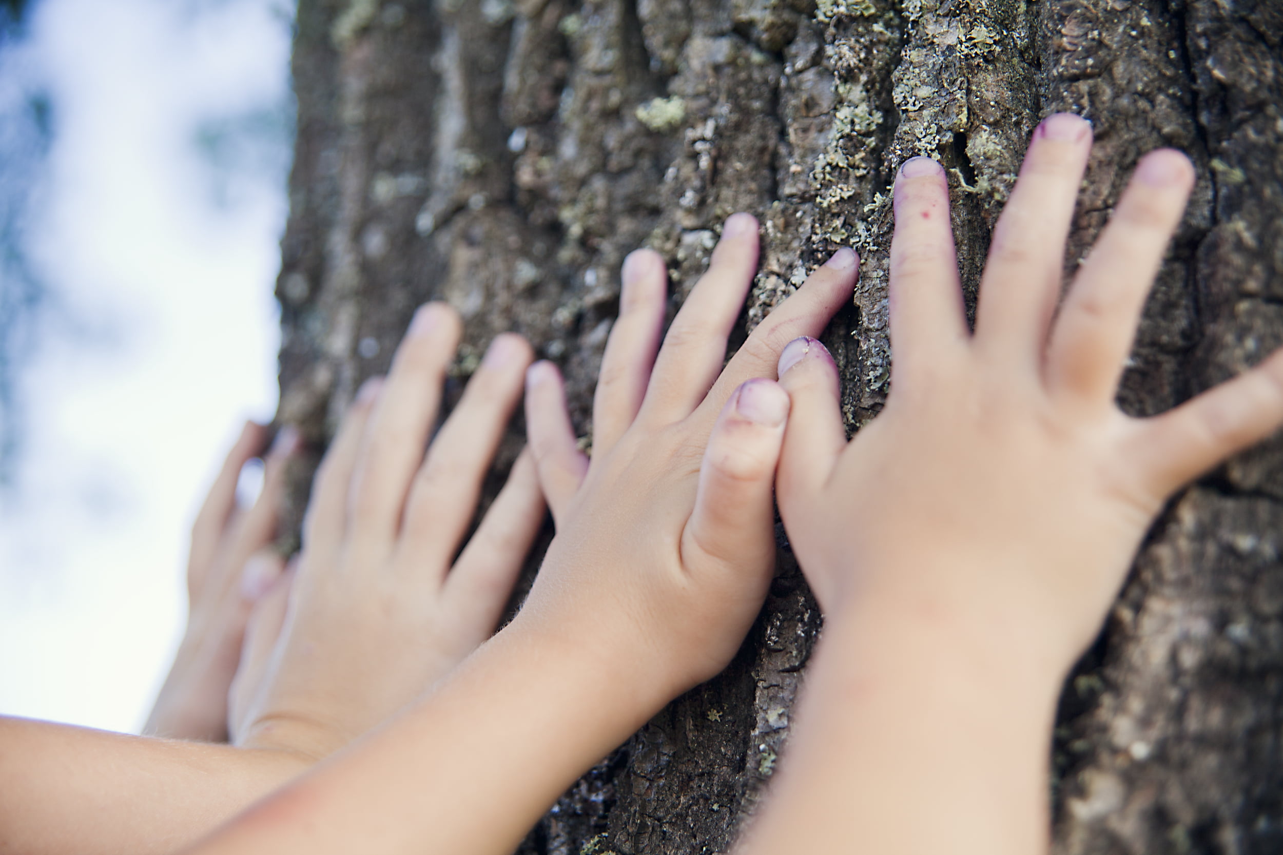 barnehender som holder på en eikestamme 